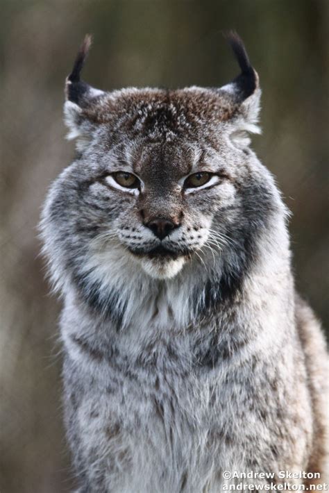 Siberian Lynx Betfair